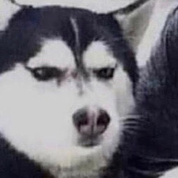 Meet your Posher, Addison - Picture 1 of 1